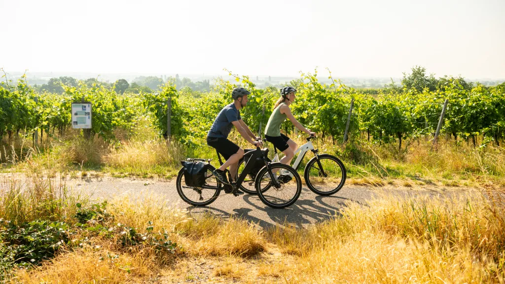 Zwei Radfahrer in den Weinbergen 