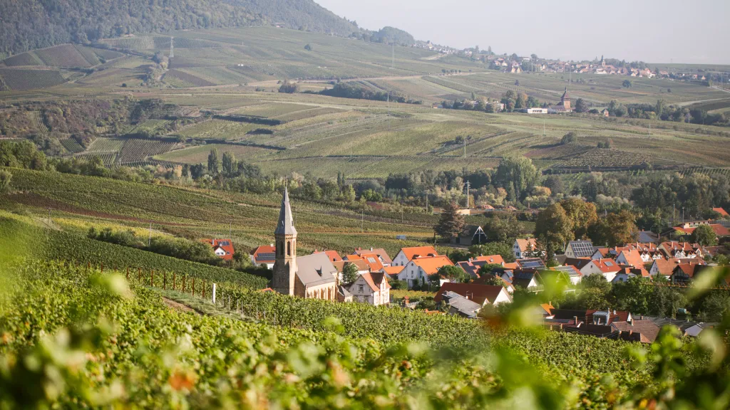 Weinberge Pfalz