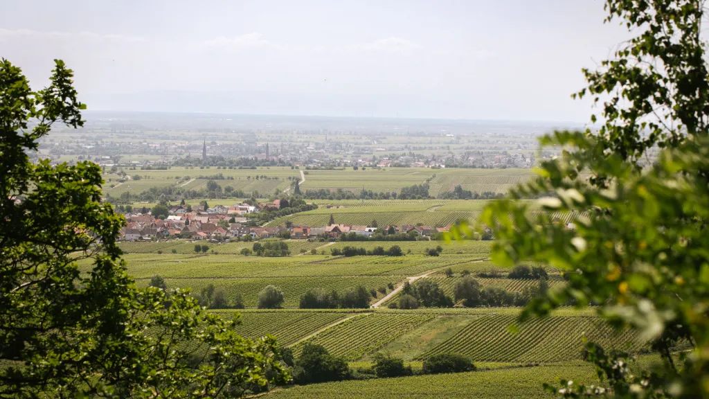 Hambach Pfalz Weinstraße
