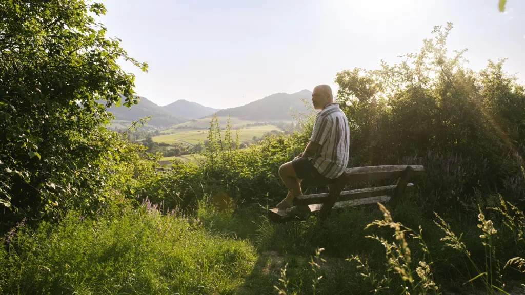 Weinberge Pfalz