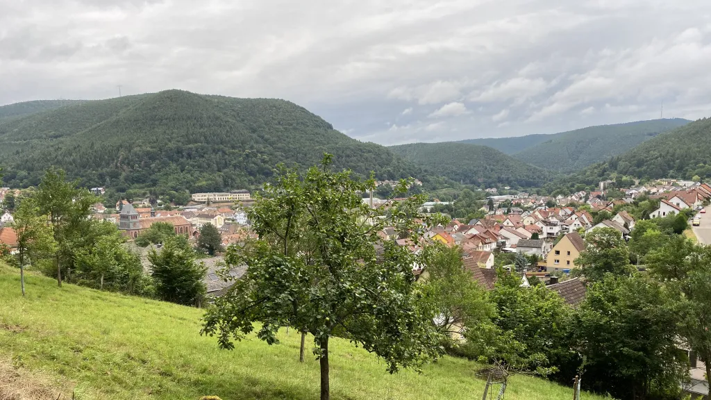 Streuobstbäume in Lambrecht. Im Hintergrund die Stadt und der Pfälzerwald.