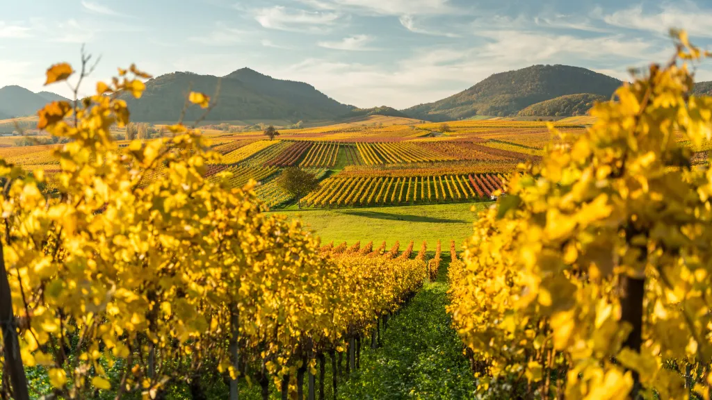 Weinberge an der Deutschen Weinstraße in herbstlich bunten Farben..