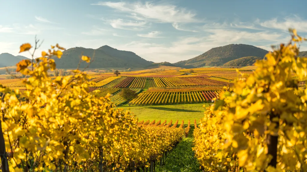 Weinberge im Herbst