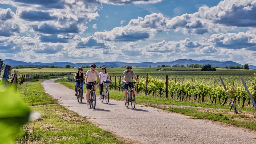 Radfahrer auf dem Rebsortenweg der Hof-zu-Hof-Tour zwischen Weinreben.