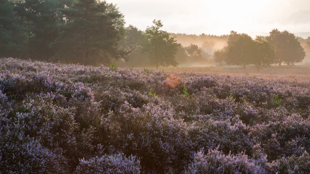 Morgenlicht in der blühenden Mehlinger Heide mit Nebel zwischen den Bäumen.