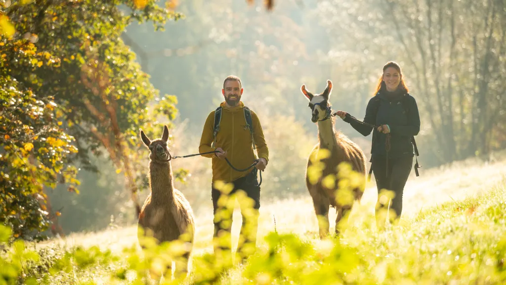 Zwei Personen mit Lamas im herbstlichen Pfälzer Wald.