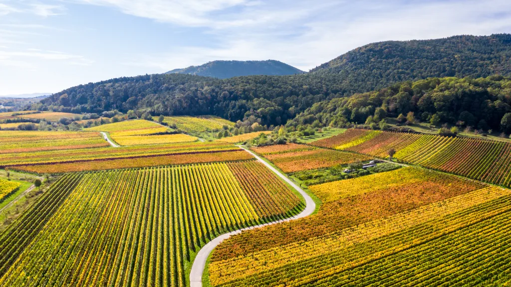 Die Weinberge in herbstlichem bunt.