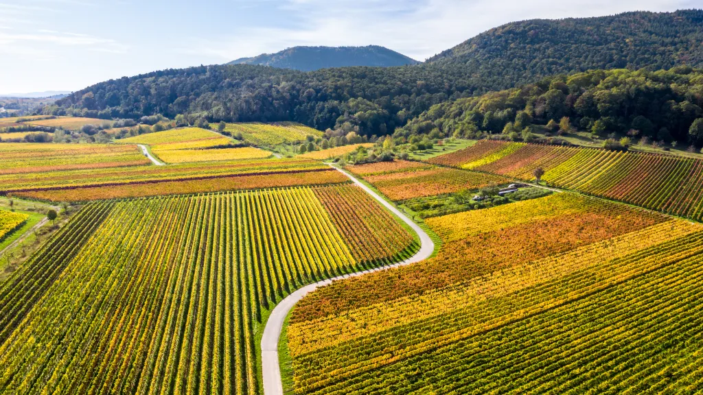 Die Weinberge in herbstlichem bunt.
