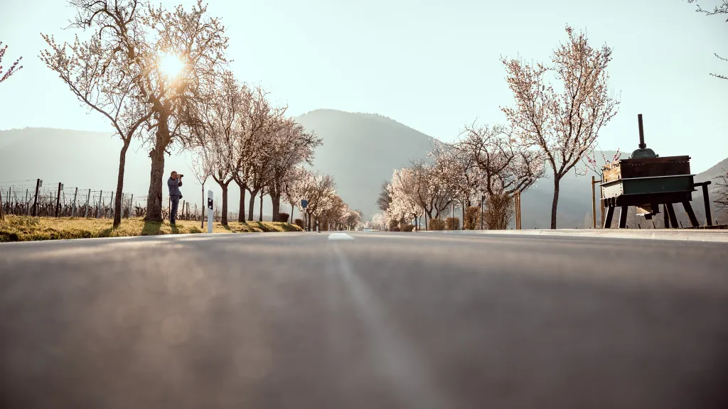 Mandelblüte in Edenkoben