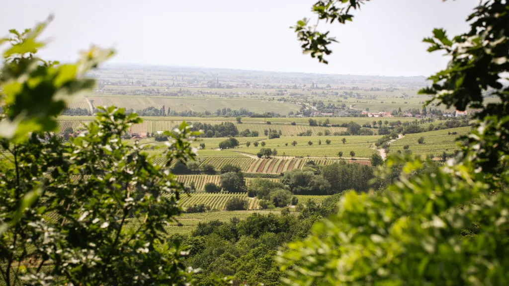 Ausblick in die Südpfalz (© Lucie Greiner / medienagenten) Ausblick Südpfalz
