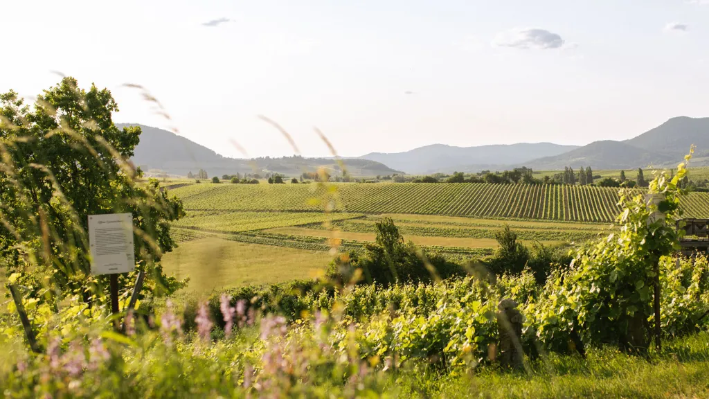 Südpfalz Blick Weinberge (© Lucie Greiner / medienagenten) Südpfalz Blick Weinberge