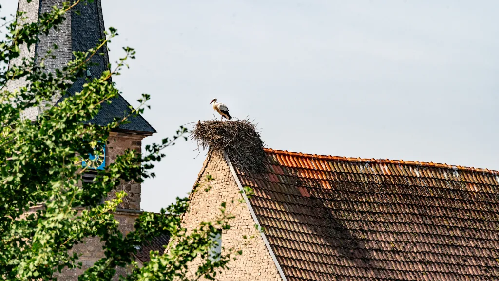 Ein Storch steht in seinem Storchennest auf einem Dach.