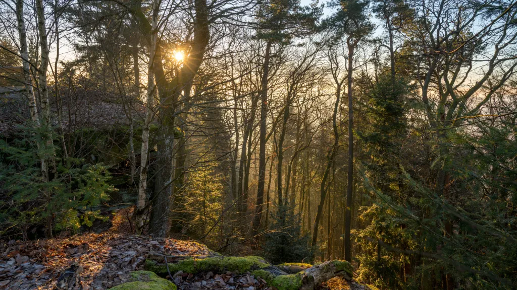 Wald mit tief stehender Sonne 