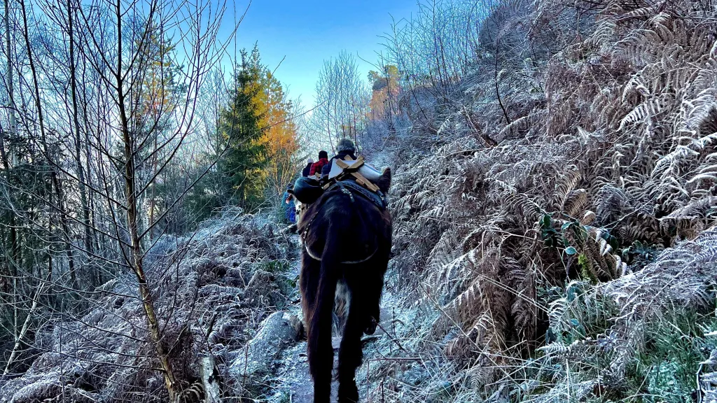 Eine Gruppe spaziert mit Eseln durch den Pfälzerwald