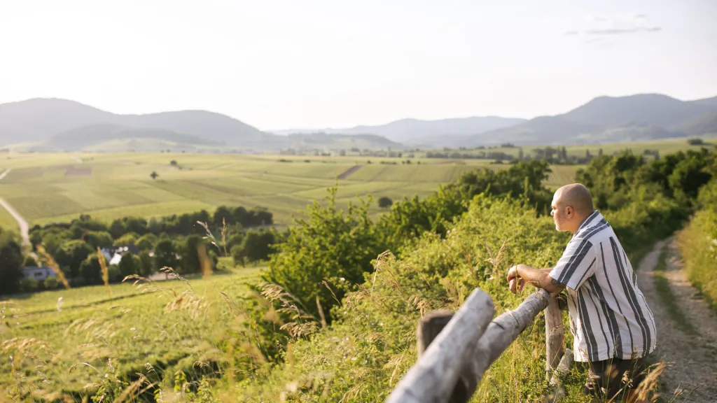Südpfalz Blick Weinberge