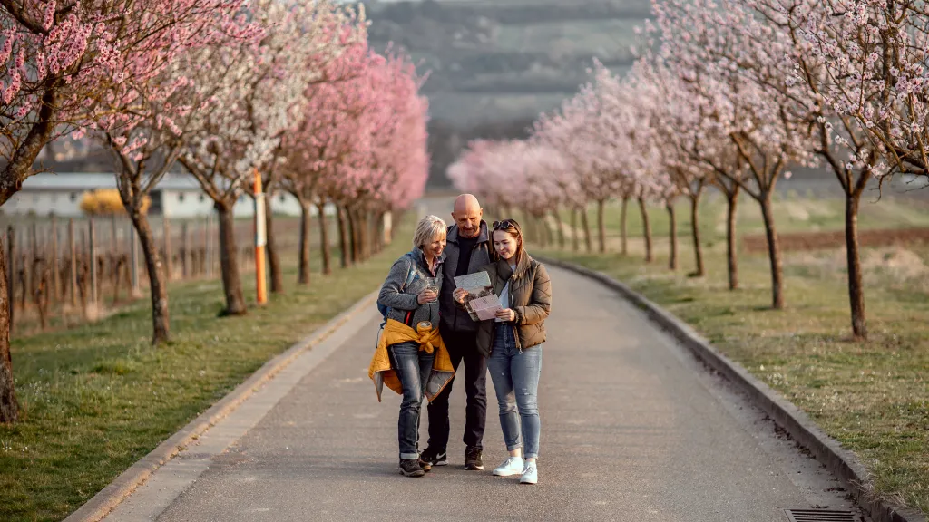 Wanderinnen und Wanderer auf einem Weg zwischen den Mandelbäumen in der Pfalz
