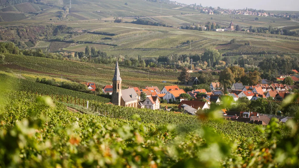 Südpfalz Blick Weinberge