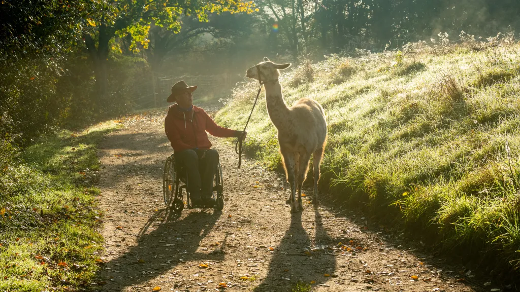 Eine Person mit Rollstuhl hält ein Lama an der Leine. Sie befinden sich auf einem Wald Pfad. 