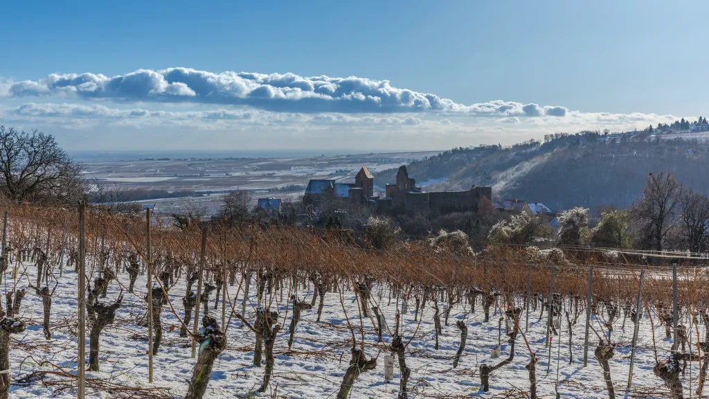 Weinwandern im Winter