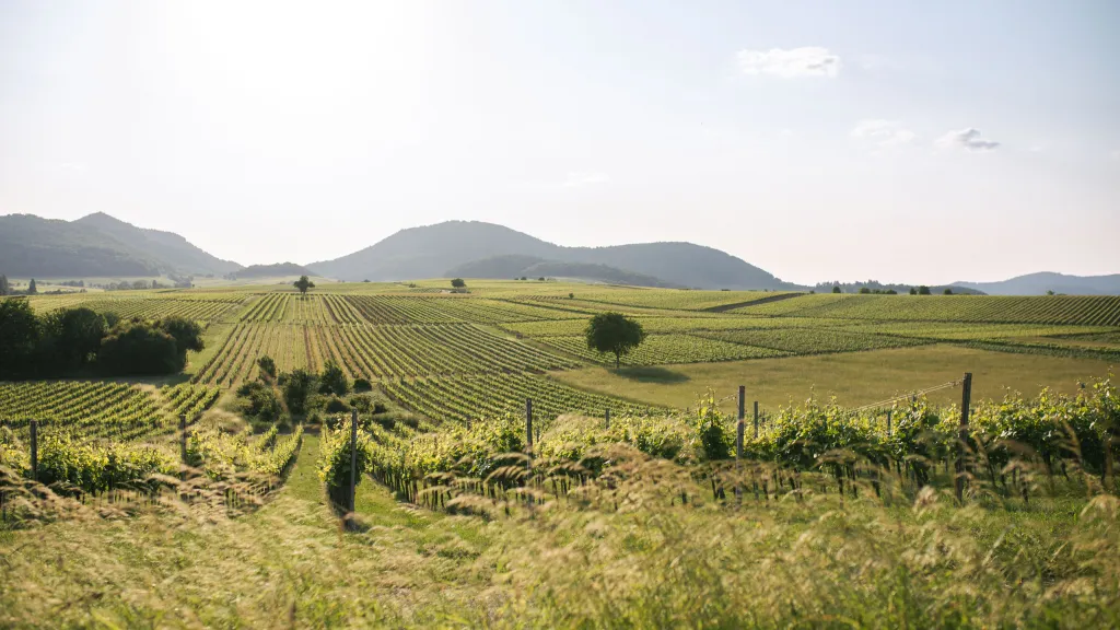 Blick auf die Weinberge