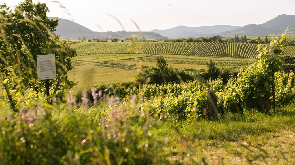 Pfalz Weinberge