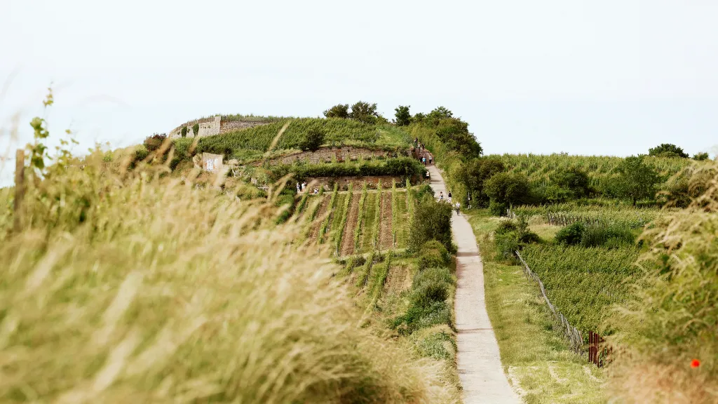 Frühling in den Pfälzer Weinbergen