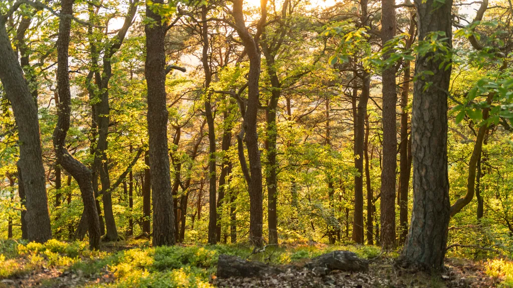 Die Bäume im Pfälzerwald erstrahlen im goldenen Licht der untergehenden Sonne.