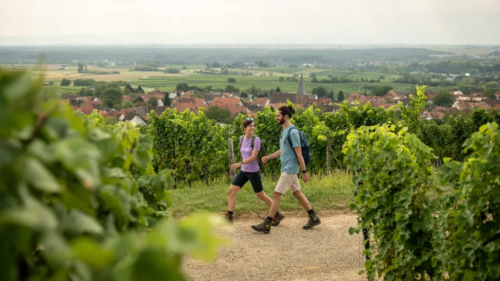 Zwei Personen wandern entlang der Weinreben auf dem Pfälzer Weinsteig.