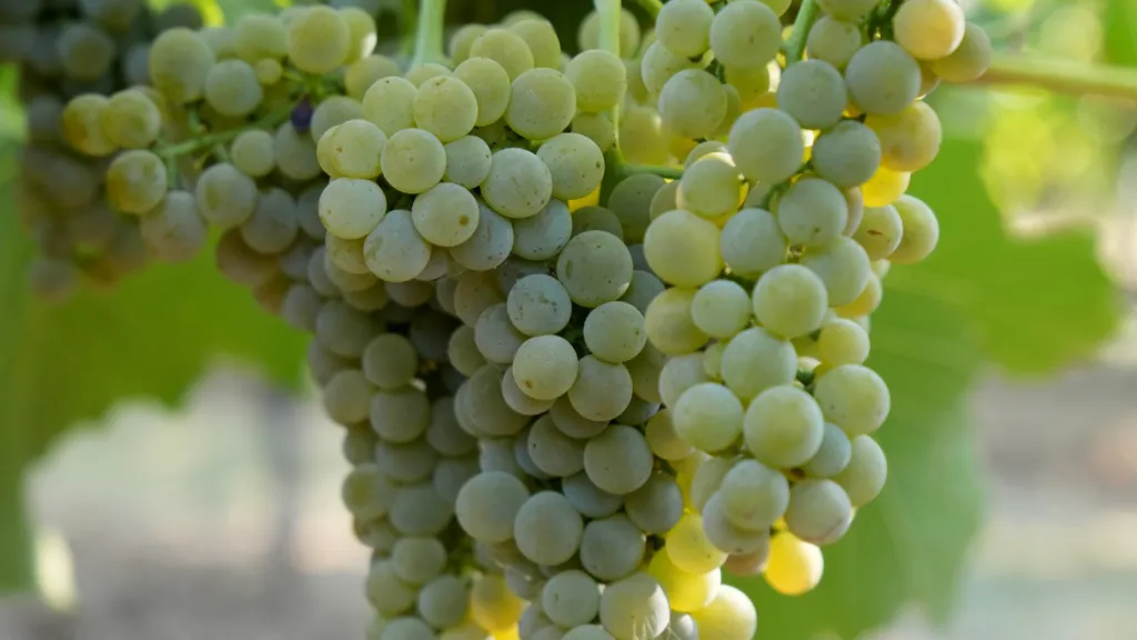 Pfälzische Weinkönigin Anna Antonia Cölsch bei Weinlese