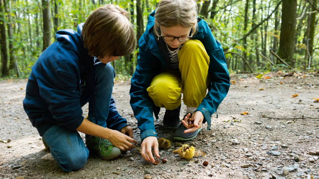 Zwei Kinder sammeln Keschde im Wald.