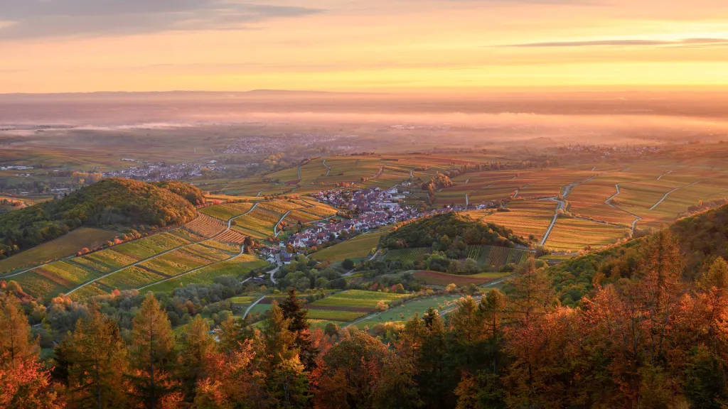Ausblick auf die Weinberge und - dörfer an einem nebligen Herbsttag.