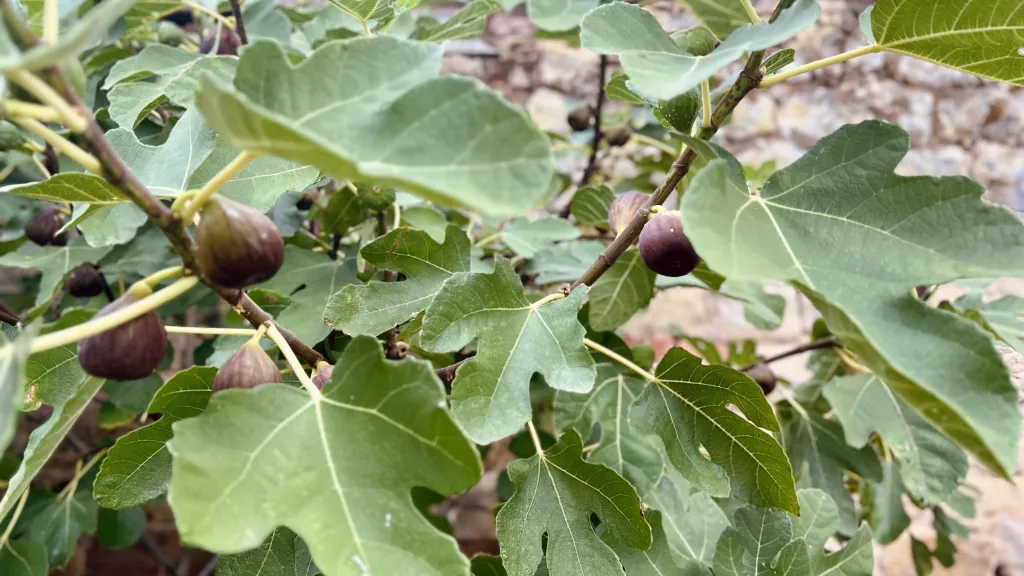 Reife Feigen an einem Feigenbaum