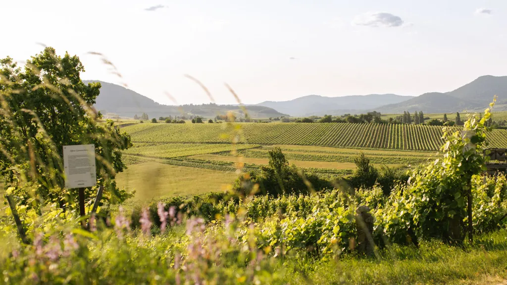 Weinlandschaft Pfalz