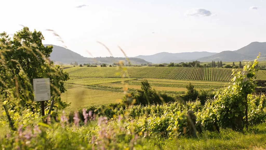 Weinanbaugebiet Pfalz