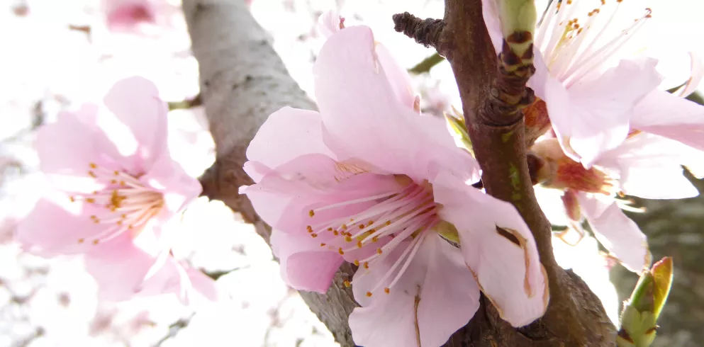 Mandelblüte