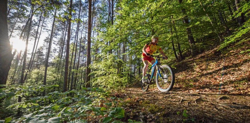 Mountainbiketouren im Mountainbikepark Pfälzerwald