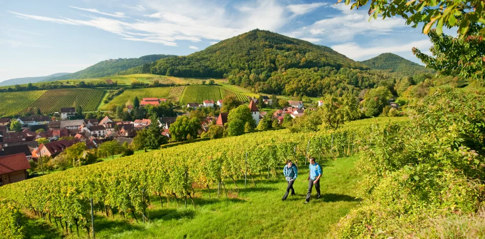 Zwei Wanderer wandern entlang von Weinreben bei Leinsweiler