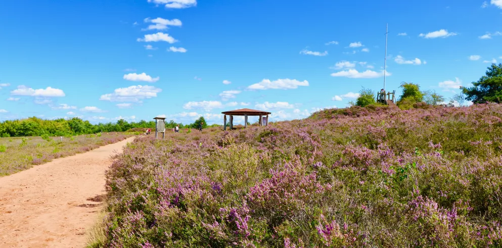 Die Mehlinger Heide