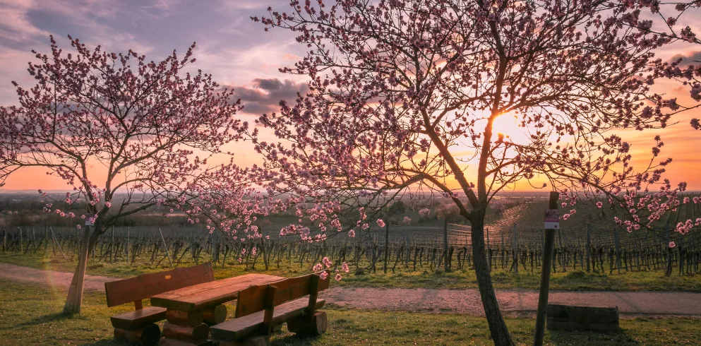 Herrliche rosa Mandelblüte am Mandel Lehrpfad Gimmeldingen