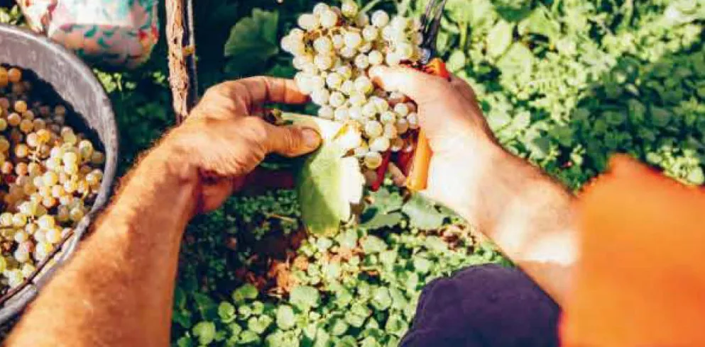 Titelbild des Magazin Weinland Pfalz