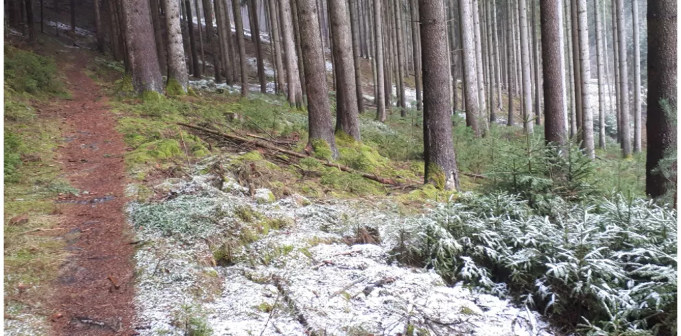 Pfälzer Waldpfad