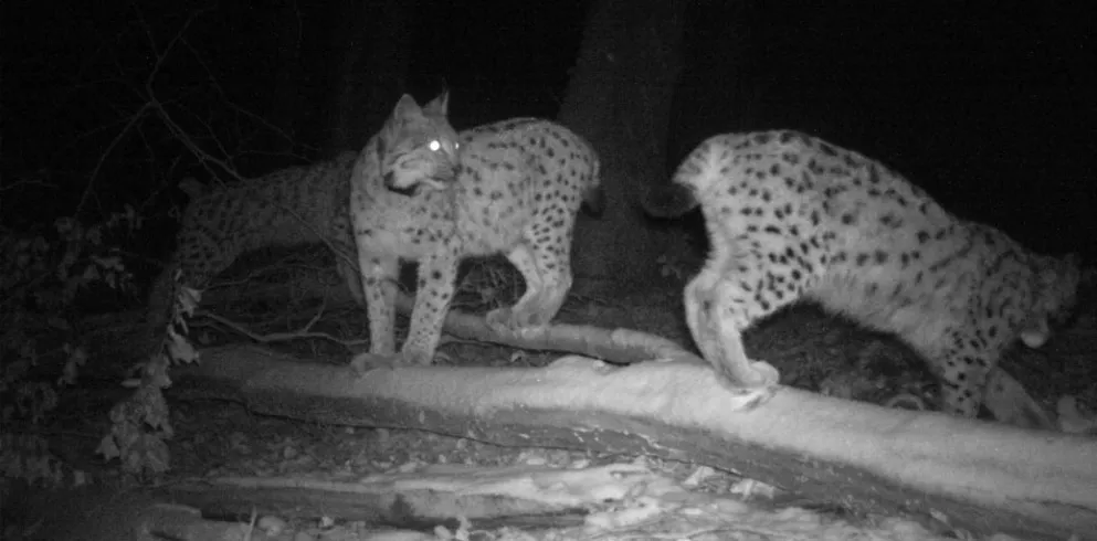 Nachtaufnahme zweier Luchs-Jungtiere bei Waldfisch-Burgalben im Pfälzerwald