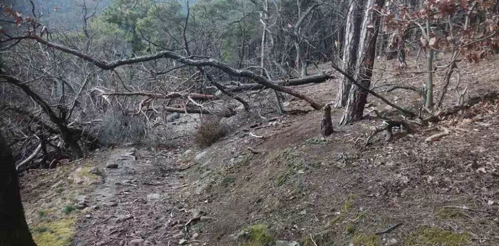 Umgefallener Baum auf Wanderweg im Pfälzerwald