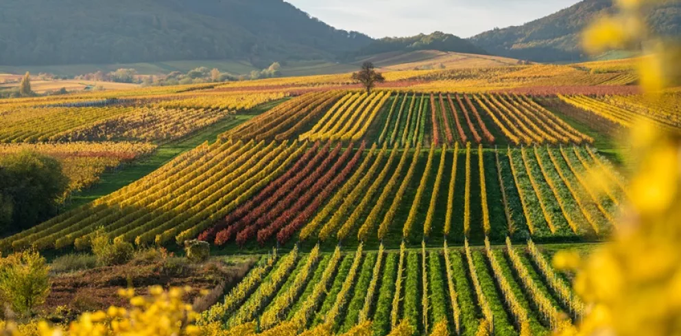 Herbst an der Kleinen Kalmit