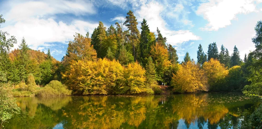 Perdsbrunner Weiher im Herbst am Pfälzer Waldpfad