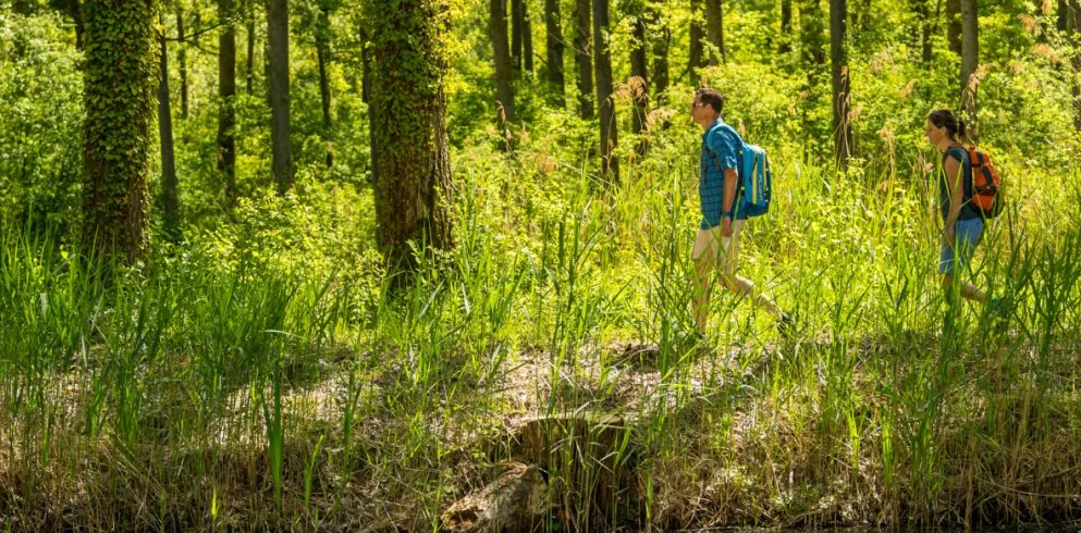 Wanderer in der Rhein-Auenlandschaft auf dem Treidlerweg