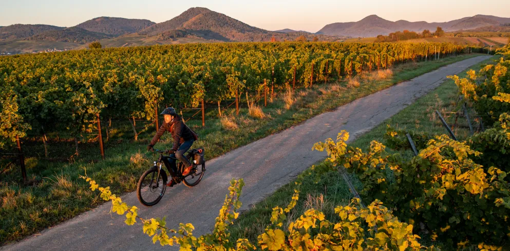Mit dem Fahrrad durch das Rebenmeer im goldenen Glanz