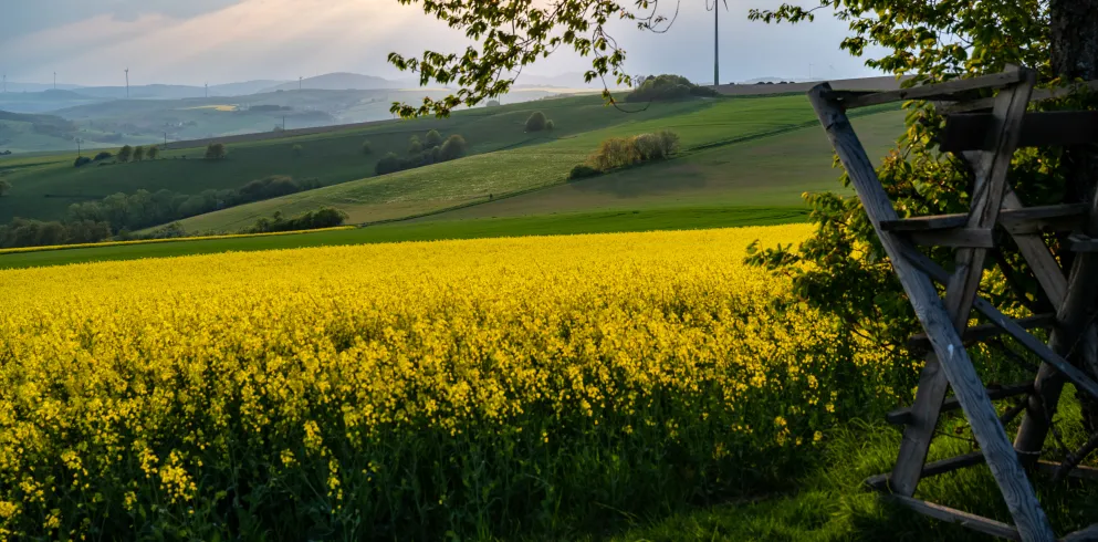 Rapsblüte in der "Alten Welt"
