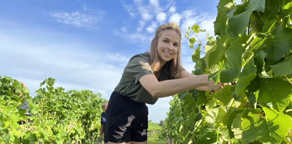 Pfälzische Weinkönigin Lea Baßler beim Ernten der ersten Solaris-Trauben