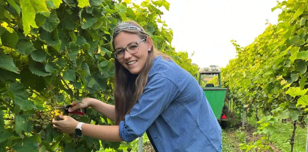 Die Pfälzische Weinprinzessin Hanna Spies bei der Federweißen-Lese